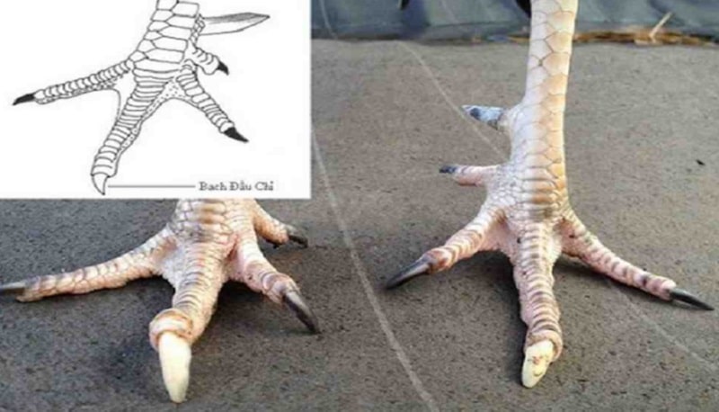 Gà bạch đầu, nhận diện, chăm sóc và huấn luyện