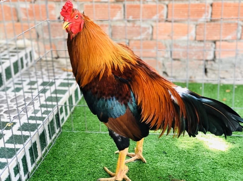 5 tiêu chí chọn gà đá cựa sắt chuẩn sư kê