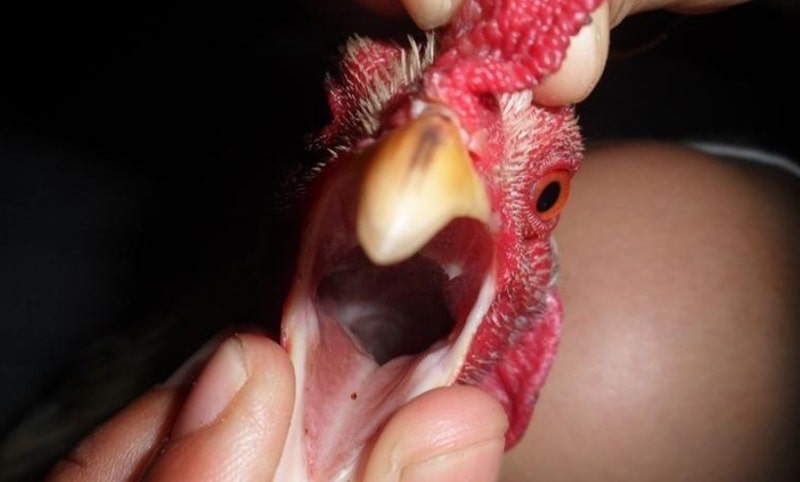 Gà đoản thiệt: Nhận diện, kiểm định, nuôi dưỡng chiến kê