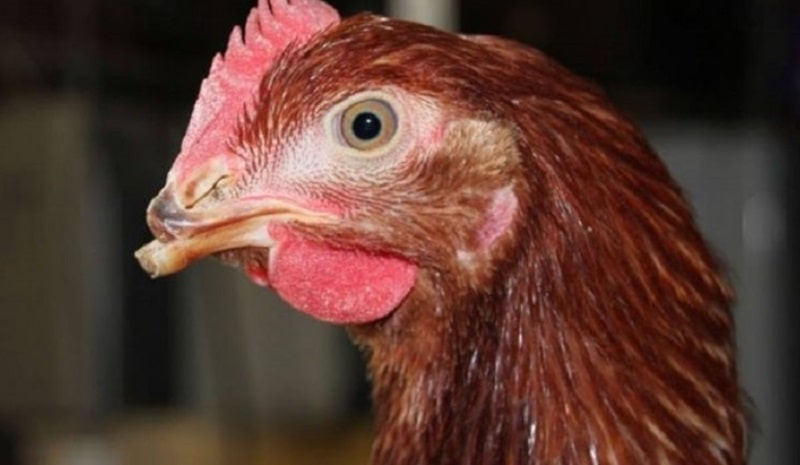 Xử lý và phục hồi gà chọi hỏng mỏ dưới