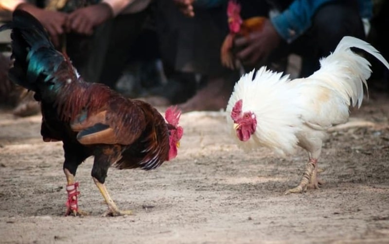 Đá gà mạng: chiến thuật khoa học giảm rủi ro tối ưu lợi nhuận