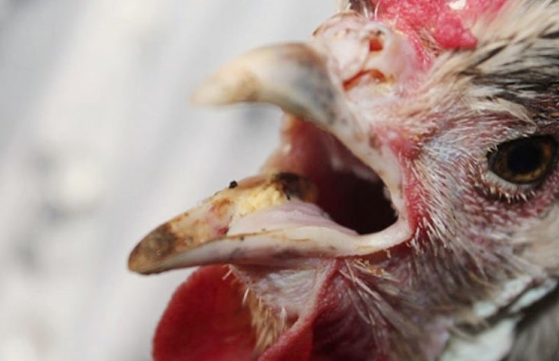 Gà đá thở nhiều — Nguyên nhân và cách xử trí nhanh