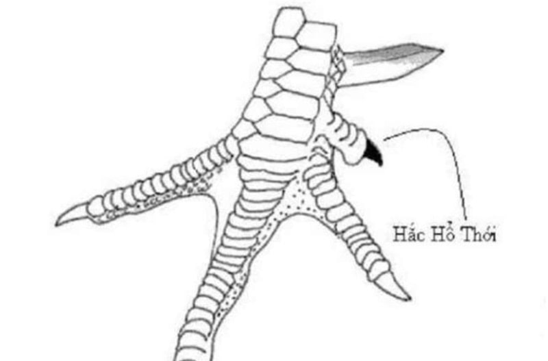 Gà hắc hổ thới — nhận diện, giá trị, chăm sóc