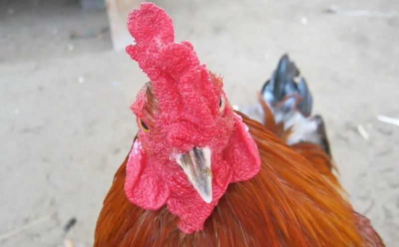 Thư Hùng Kê — Nhận diện, định giá và chọn mua