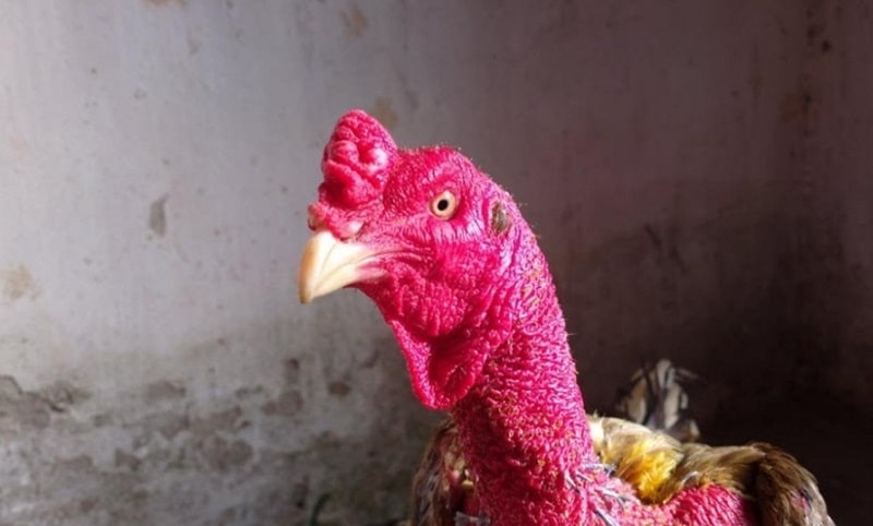 Cách làm da gà chọi dày hiệu quả, an toàn