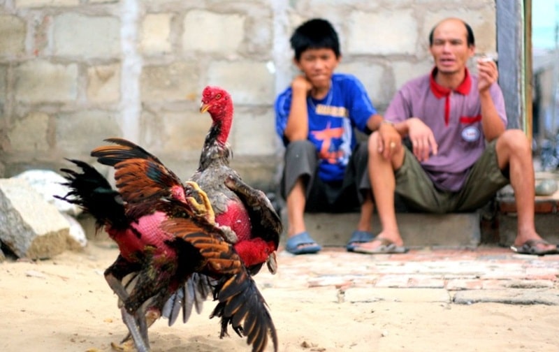 80 màu mạng gà đá — Hướng dẫn chọn gà hiệu quả