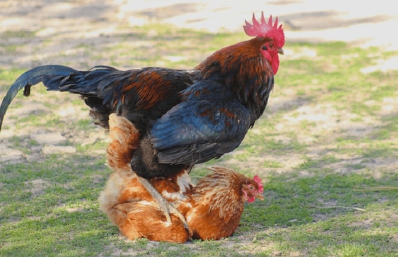 Phối màu lông gà chuyên sâu từ di truyền đến thực hành