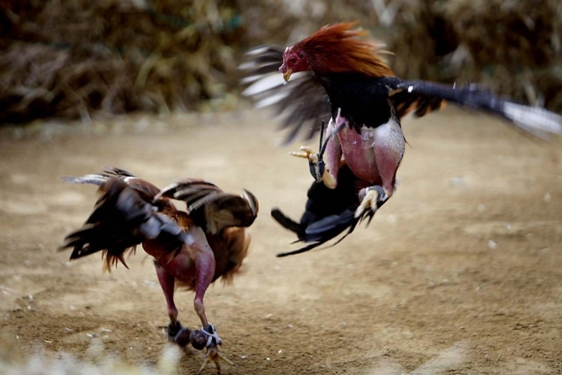 Cách thả gà đá cựa sắt chuẩn chuyên gia